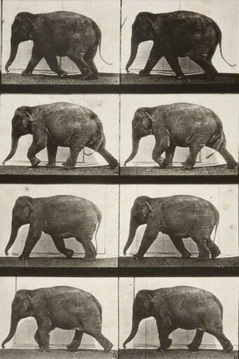 Elephant Walking