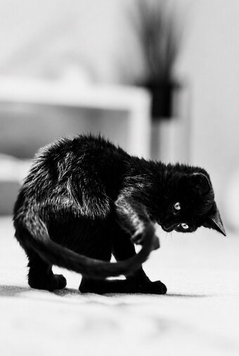 Chasing my Tail