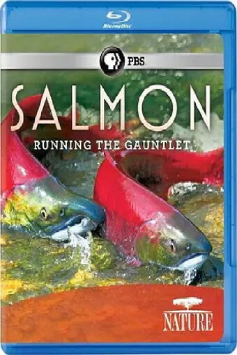 Salmon: Running the Gauntlet