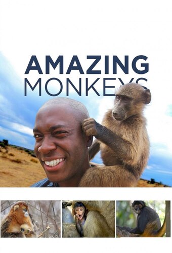 Amazing Monkeys