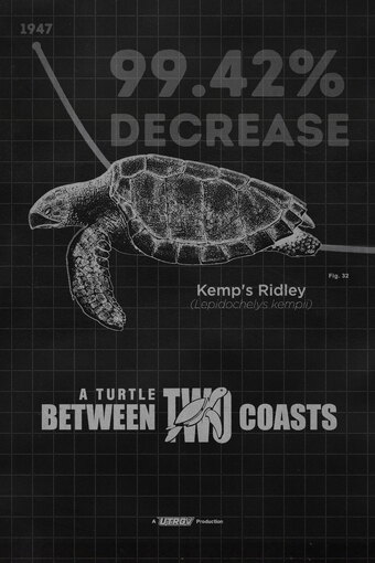 A Turtle Between Two Coasts