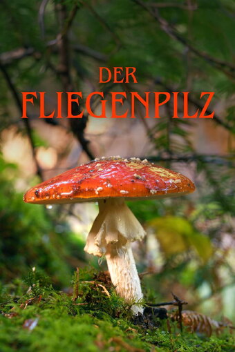 The Fly Agaric