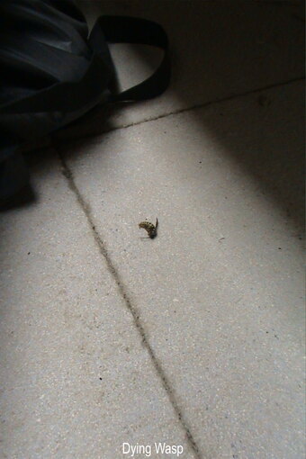 Dying Wasp