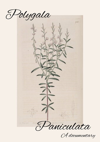 Polygala Paniculata
