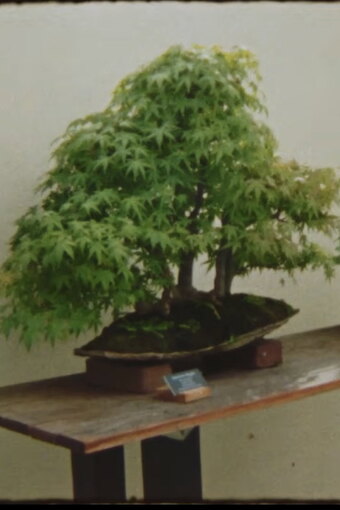 Picture A Tree