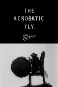 The Acrobatic Fly