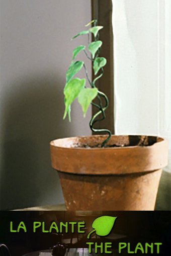 The Plant