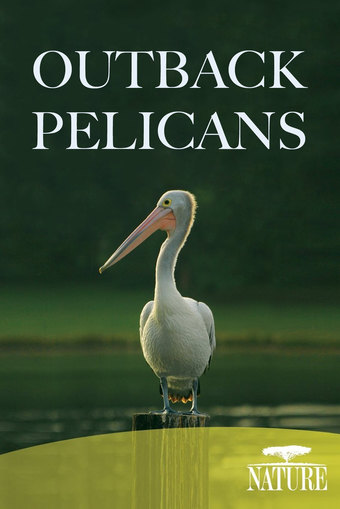Outback Pelicans