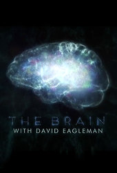 The Brain with David Eagleman