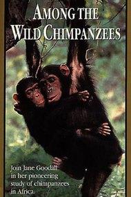 Among the Wild Chimpanzees