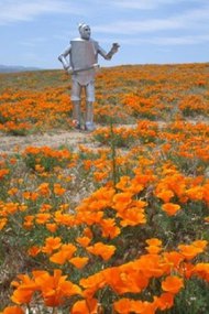 The Tin Woodman's Home Movie #2: California Poppy Reserve, Antelope Valley