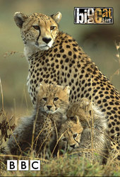 Big Cat Week
