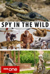 Spy in the Wild