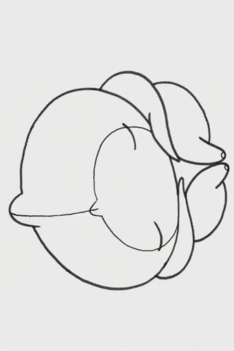 The Embryo Develops Into a Fetus