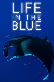 Life in the Blue