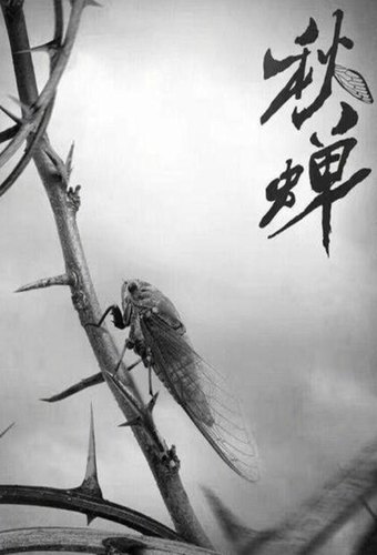 Autumn Cicada
