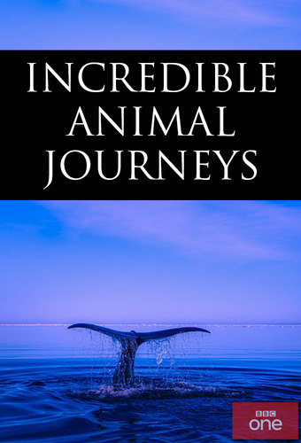 Incredible Animal Journeys