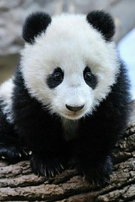 Panda Babies