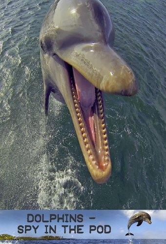 Dolphins - Spy in the Pod