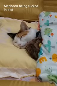 Meeboon being tucked in bed