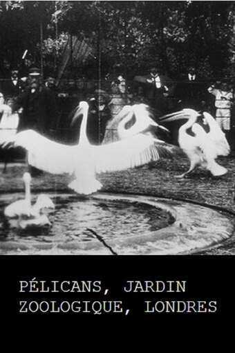 Pelicans