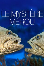 The Grouper Mystery