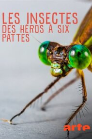Insekten, Superhelden auf sechs Beinen