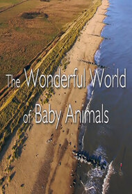 Wonderful World of Baby Animals