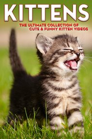 Kittens The Ultimate Collection of Cute & Funny Kitten Videos