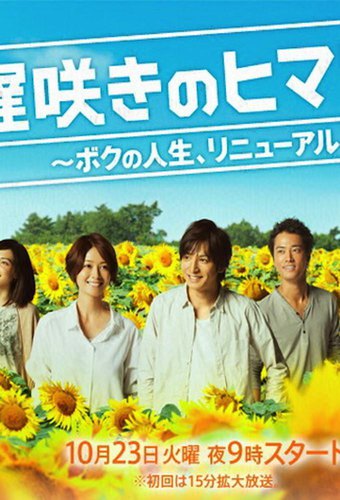 Late blooming Sunflower